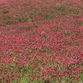 sainfoin